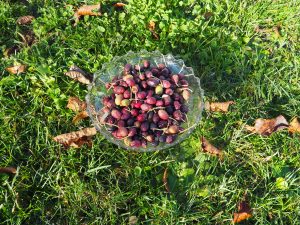 Lire la suite à propos de l’article Récolte des premières olives