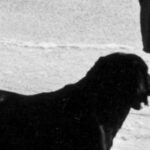 Exposition « Chiens, compagnons d&rsquo;histoires »