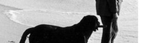 Lire la suite à propos de l’article Exposition « Chiens, compagnons d&rsquo;histoires »